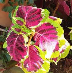 Coleus scutellarioides