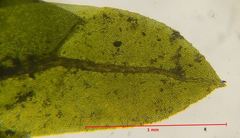 Fissidens osmundioides