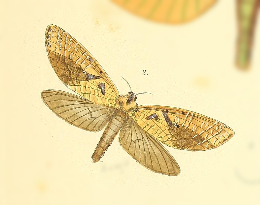 Tricladia umbrifera
