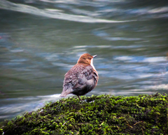 Cinclus cinclus gularis