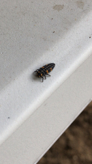 Coccinella septempunctata