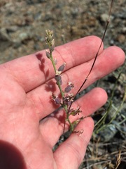 Streptanthus brachiatus