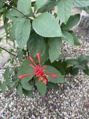 Odontonema tubaeforme