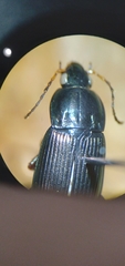 Poecilus lucublandus