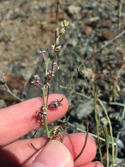 Streptanthus brachiatus