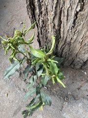Diospyros mespiliformis