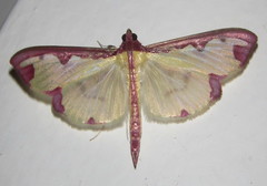 Cadarena pudoraria