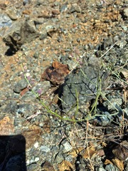 Streptanthus brachiatus