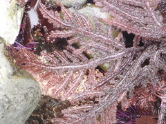 Neoptilota densa