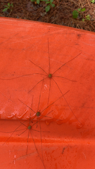 Dicranopalpus ramosus