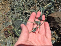 Streptanthus brachiatus