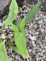 Syngonium podophyllum