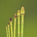 Smooth Horsetail - Photo (c) T. Abe Lloyd, some rights reserved (CC BY-NC), uploaded by T. Abe Lloyd