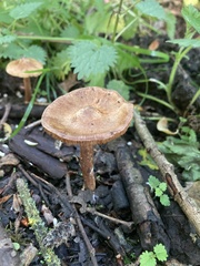 Laccaria laccata