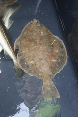Limanda limanda