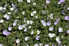 Convolvulus sabatius mauritanicus