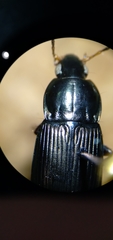 Poecilus lucublandus