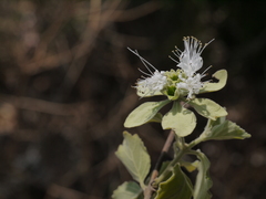 Symphorema polyandrum