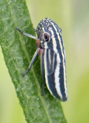 Lateral-lined Sharpshooter photo 3