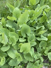 Cicerbita macrophylla