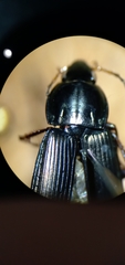 Poecilus lucublandus