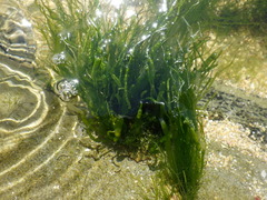 Ulva compressa
