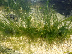 Ulva compressa