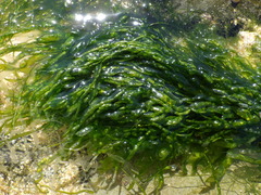 Ulva compressa