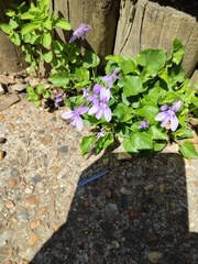 Viola reichenbachiana