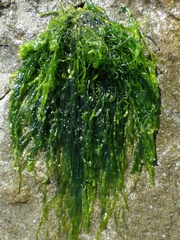 Ulva compressa
