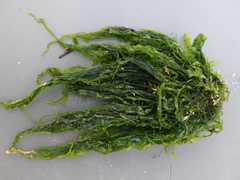 Ulva compressa