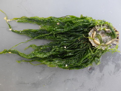 Ulva compressa
