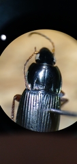 Poecilus lucublandus