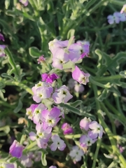 Matthiola tricuspidata