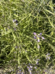 Phoenicaulis cheiranthoides