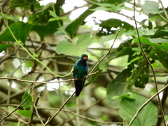 Chlorostilbon lucidus