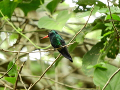 Chlorostilbon lucidus