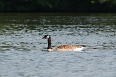 Branta canadensis