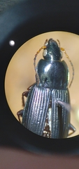 Poecilus lucublandus