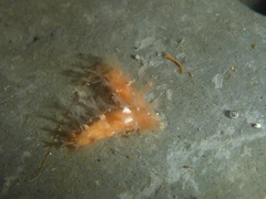 Tritonicula myrakeenae