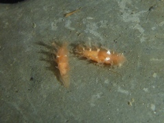 Tritonicula myrakeenae