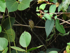 Picumnus olivaceus