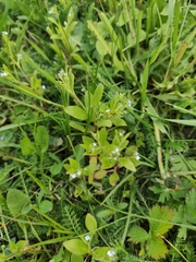 Myosotis sparsiflora