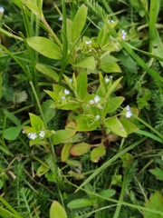 Myosotis sparsiflora
