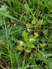 Myosotis sparsiflora