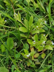 Myosotis sparsiflora