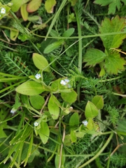 Myosotis sparsiflora
