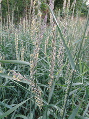 Elymus repens repens