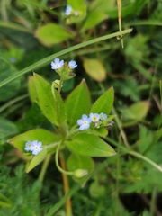 Myosotis sparsiflora