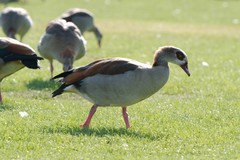 Alopochen aegyptiaca